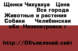 Щенки Чихуахуа › Цена ­ 12000-15000 - Все города Животные и растения » Собаки   . Челябинская обл.,Нязепетровск г.